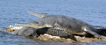 Chambal Sanctuaire fluvial