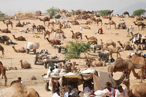 foire aux chameaux de Pushkar