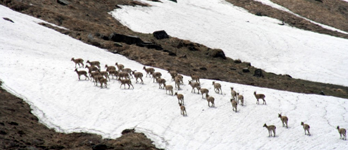 Le parc national des Great Himalaya