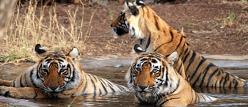 Ranthambore parc national