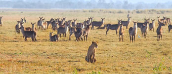 Panna parc national