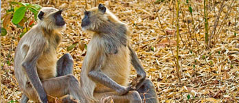 Tadoba parc national