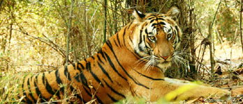 Voyage Bandhavgarh National Park