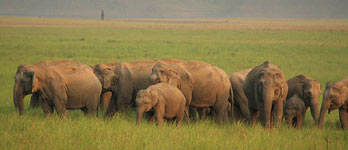 Voyage Kanha National Park