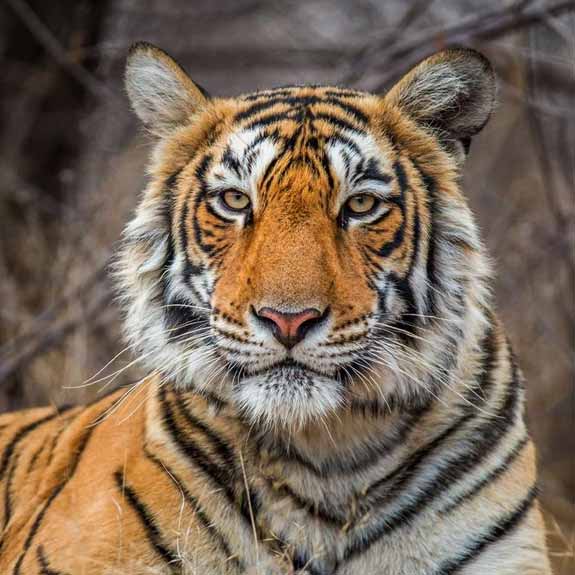 Safari au tigre de Ranthambore