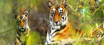 Voyage Tigre en Inde